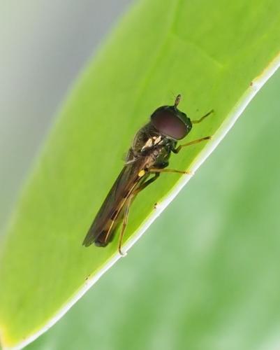 Melanostoma mellinum